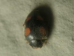 Scymnus frontalis