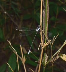 Rhipidolestes nectans