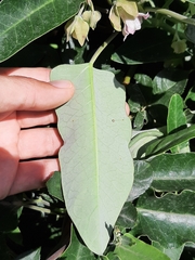 Araujia sericifera