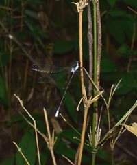 Rhipidolestes nectans