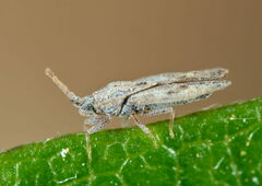 Tingis crispata