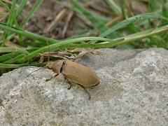 Dascillus cervinus