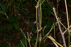 Rhipidolestes nectans