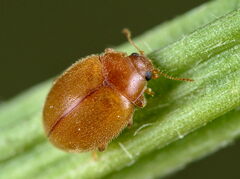 Rhyzobius litura