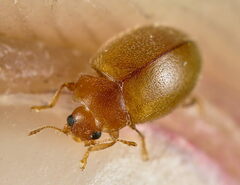 Rhyzobius litura