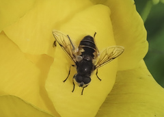 Eristalis brousii