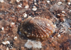 Diodora graeca