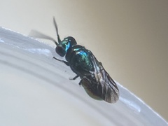 Pseudomalus auratus