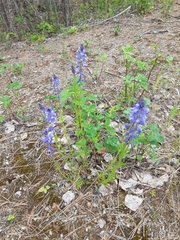 Polygala wolfgangiana