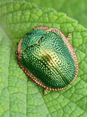 Polychalca punctatissima