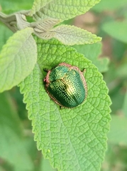 Polychalca punctatissima