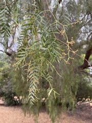 Schinus molle