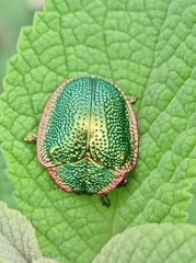 Polychalca punctatissima