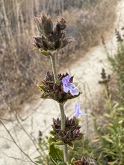 Salvia mellifera
