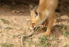 Vulpes vulpes barbara