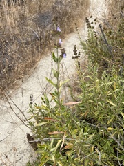 Salvia mellifera
