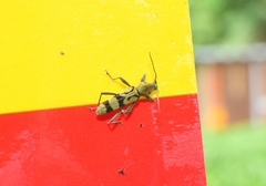 Chlorophorus signaticollis