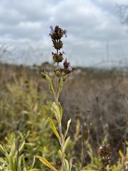 Salvia mellifera
