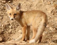 Vulpes vulpes barbara