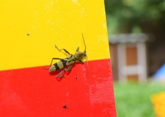 Chlorophorus signaticollis