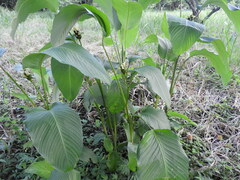 Goeppertia macrosepala