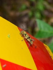 Chlorophorus signaticollis