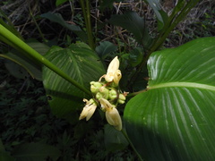 Goeppertia macrosepala
