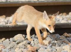 Vulpes vulpes barbara
