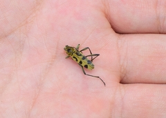 Chlorophorus signaticollis