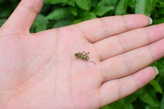 Chlorophorus signaticollis