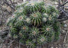 Ferocactus flavovirens