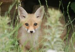 Vulpes vulpes barbara