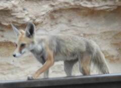 Vulpes vulpes barbara