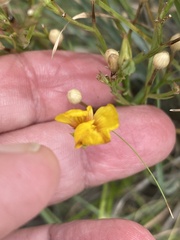 Physaria engelmannii