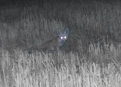 Vulpes vulpes barbara