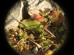 Hypochaeris achyrophorus