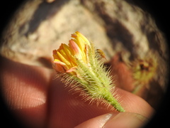 Hypochaeris achyrophorus