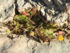 Hypochaeris achyrophorus