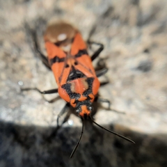 Spilostethus pandurus