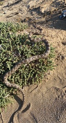 Telescopus fallax cyprianus