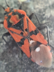 Spilostethus pandurus