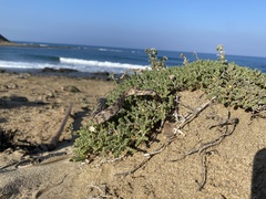 Telescopus fallax cyprianus