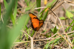 Dione vanillae lucina