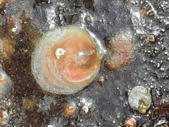 Anomia ephippium