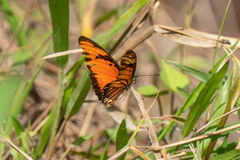 Dione vanillae lucina