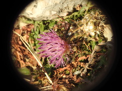 Centaurea raphanina