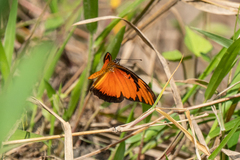 Dione vanillae lucina