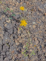 Cleomella platycarpa