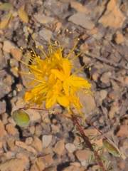 Cleomella platycarpa