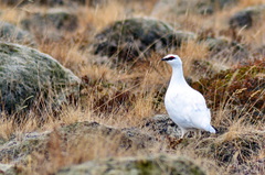 Lagopus muta islandorum
